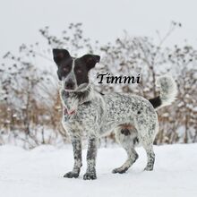 TIMMY, Hund, Mischlingshund in Russische Föderation - Bild 10