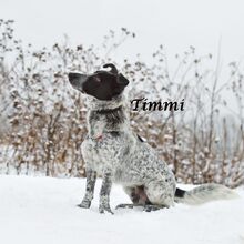 TIMMY, Hund, Mischlingshund in Russische Föderation - Bild 11