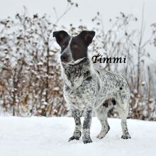 TIMMY, Hund, Mischlingshund in Russische Föderation - Bild 12