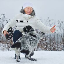 TIMMY, Hund, Mischlingshund in Russische Föderation - Bild 13