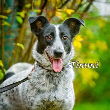 TIMMY, Hund, Mischlingshund in Russische Föderation - Bild 2