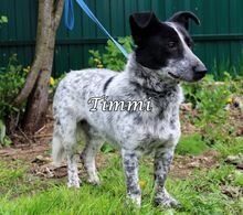 TIMMY, Hund, Mischlingshund in Russische Föderation - Bild 3