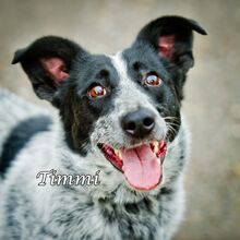 TIMMY, Hund, Mischlingshund in Russische Föderation - Bild 5