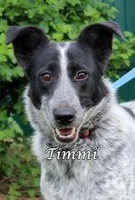 TIMMY, Hund, Mischlingshund in Russische Föderation - Bild 6