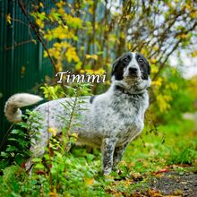 TIMMY, Hund, Mischlingshund in Russische Föderation - Bild 7