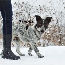 TIMMY, Hund, Mischlingshund in Russische Föderation - Bild 8