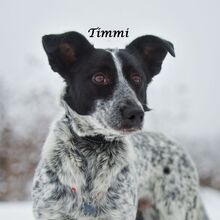 TIMMY, Hund, Mischlingshund in Russische Föderation - Bild 9