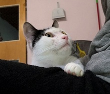 RINGO, Katze, Europäisch Kurzhaar in Villmar - Bild 10