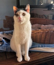 RINGO, Katze, Europäisch Kurzhaar in Villmar - Bild 5