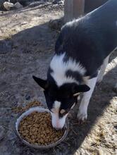 KIMBA, Hund, Mischlingshund in Rumänien - Bild 5