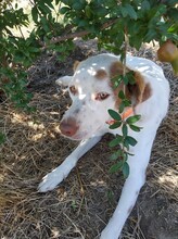 BOBBYLEE, Hund, Mischlingshund in Griechenland - Bild 1