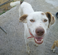 BOBBYLEE, Hund, Mischlingshund in Griechenland - Bild 4