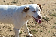 BOBBYLEE, Hund, Mischlingshund in Griechenland - Bild 5