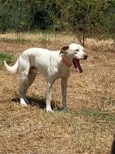 BOBBYLEE, Hund, Mischlingshund in Griechenland - Bild 6