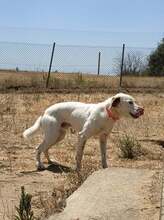 BOBBYLEE, Hund, Mischlingshund in Griechenland - Bild 7