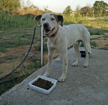 BOBBYLEE, Hund, Mischlingshund in Griechenland - Bild 8