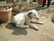 BOBBYLEE, Hund, Mischlingshund in Griechenland - Bild 9