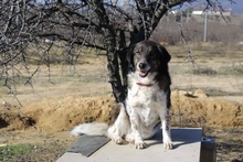 KAROL, Hund, Mischlingshund in Griechenland - Bild 3