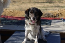 KAROL, Hund, Mischlingshund in Griechenland - Bild 4