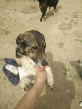 KAROL, Hund, Mischlingshund in Griechenland - Bild 5