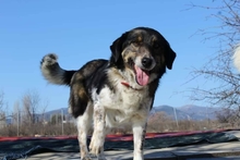 KAROL, Hund, Mischlingshund in Griechenland - Bild 6