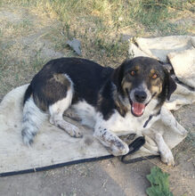 KAROL, Hund, Mischlingshund in Griechenland - Bild 8