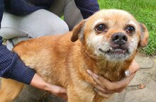 Tierheim Hunde Suchen Und Finden