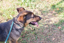 KALLE, Hund, Mischlingshund in Kroatien - Bild 4