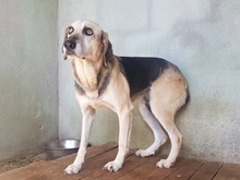 LIDIA, Hund, Mischlingshund in Italien - Bild 2