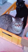 KATERBUB, Katze, Hauskatze in Spanien - Bild 5