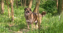 JUNI, Hund, Herdenschutz-Schäferhund-Mischling in Kroatien - Bild 6
