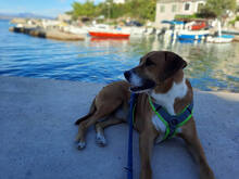 LUIS, Hund, Mischlingshund in Kroatien - Bild 1
