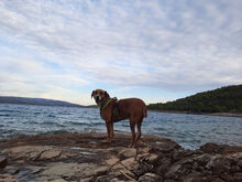 LUIS, Hund, Mischlingshund in Kroatien - Bild 2