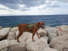 LUIS, Hund, Mischlingshund in Kroatien - Bild 7