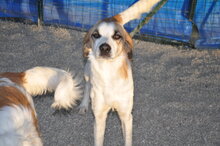 TYA, Hund, Mischlingshund in Italien - Bild 3