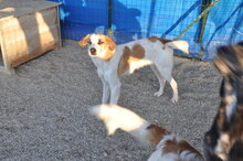 TYA, Hund, Mischlingshund in Italien - Bild 4