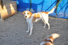 TYA, Hund, Mischlingshund in Italien - Bild 5