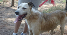 RIKI, Hund, Mischlingshund in Griechenland - Bild 1