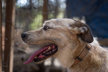 RIKI, Hund, Mischlingshund in Griechenland - Bild 2
