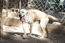 RIKI, Hund, Mischlingshund in Griechenland - Bild 3