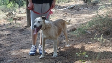 RIKI, Hund, Mischlingshund in Griechenland - Bild 4