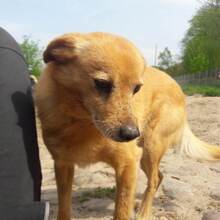BARNIE, Hund, Mischlingshund in Wiesenburg - Bild 5