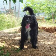 PEPPE, Hund, Mischlingshund in Griechenland - Bild 2