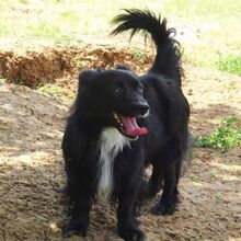 PEPPE, Hund, Mischlingshund in Griechenland - Bild 3