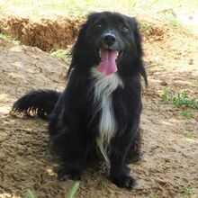 PEPPE, Hund, Mischlingshund in Griechenland - Bild 4