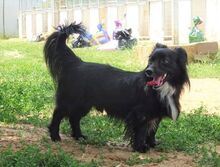 PEPPE, Hund, Mischlingshund in Griechenland - Bild 6