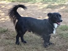 PEPPE, Hund, Mischlingshund in Griechenland - Bild 7