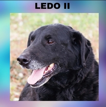 LEDO, Hund, Mischlingshund in Kroatien - Bild 1