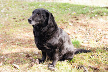 LEDO, Hund, Mischlingshund in Kroatien - Bild 3