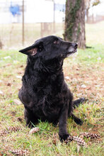 LEDO, Hund, Mischlingshund in Kroatien - Bild 7